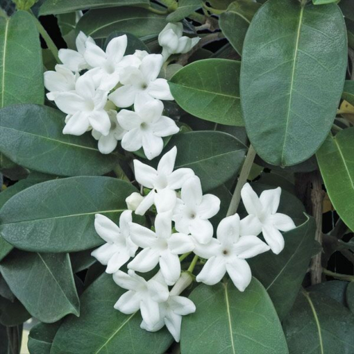 Jasmine Plants - Popular Flowering Jasmine for Sale at Logee's!