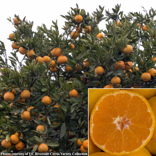 Satsuma Mandarin Orange Tree ‘Frost Owari’ (Citrus unshiu)