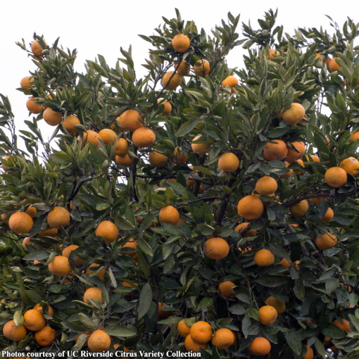 orangetree　 Amazon.com : Mandarin Orange Tree, Mandarin Orange Grafted 2