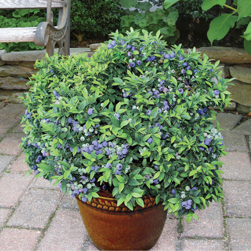 Blueberry Plant Top Hat Vaccinium angustifolium