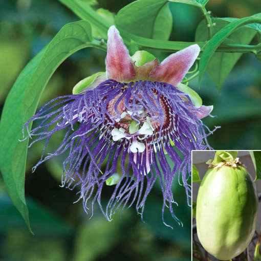 Passiflora 'Quadrangularis' : Barbadine à fruit comestible - Tijardin