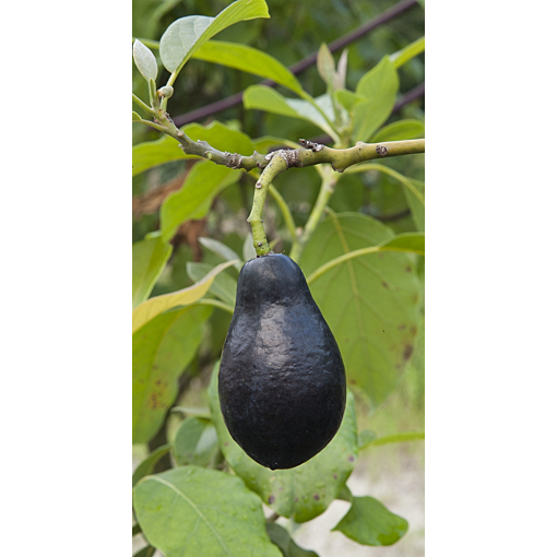 Avocado Tree 'Mexicola' (Persea americana)