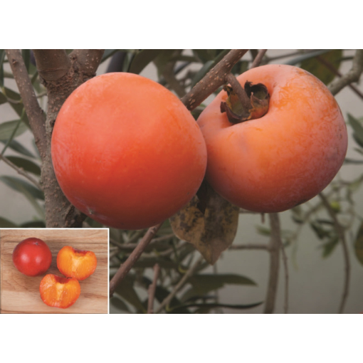 Persimmon tree for sale Persimmon ‘Nikita’s Gift’ Buy a persimmon tree