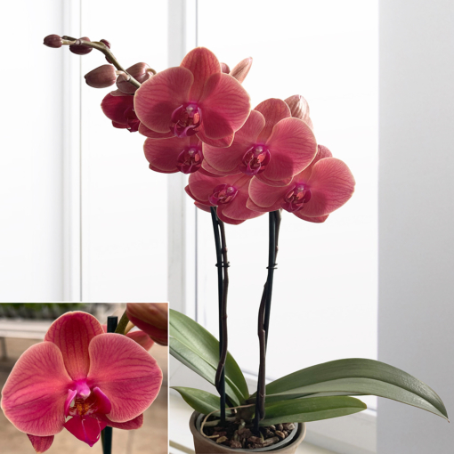 Phalaenopsis Orchid Asian Coral Phalaenopsis hybrid