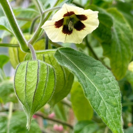 Physalis peruviana discount