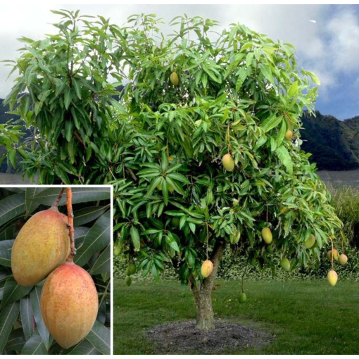 How to make mango bloom flowers to produce off-season fruits