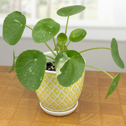 Variegated Chinese Money Plant 'White Splash' for Sale