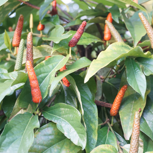 Long Pepper Fruit Long Pepper Fruit