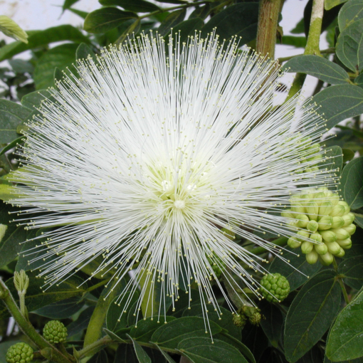 Powder puff deals plant