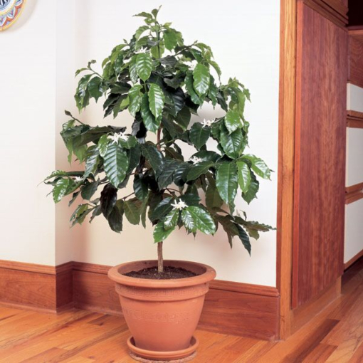 Coffee (Coffea arabica) | Arabica Coffee plants for sale at Logee&rsquo;s