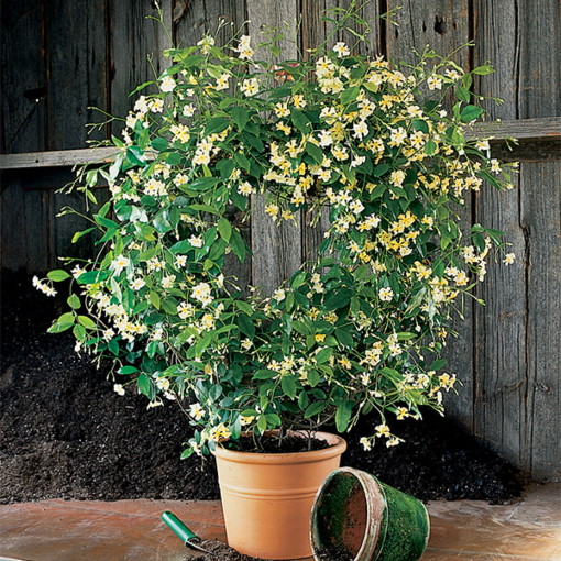 Jasmine Plants - Popular Flowering Jasmine for Sale at Logee's!