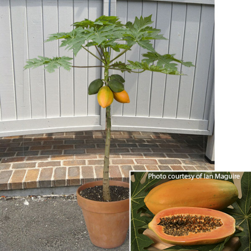 Dwarf Papaya Red Lady (Carica papaya): 4: Pot: Logee's