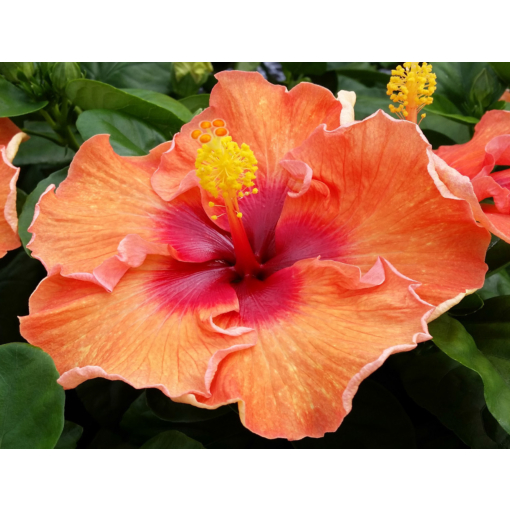 r9322-4_hibiscus_rosa- r9322-4_hibiscus_rosa-