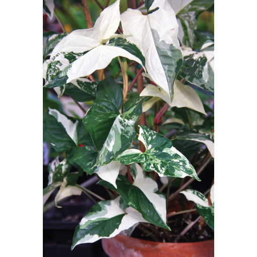 Variegated Arrowhead Vine (Syngonium podophyllum albovariegatum) for sale