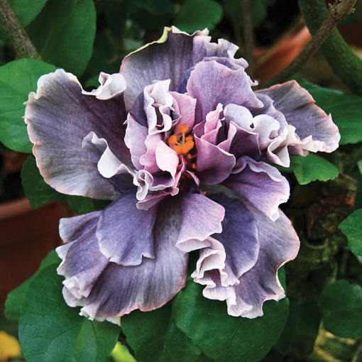 Hibiscus plants for sale discount