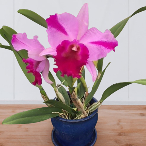 Rlc Orchid Jennifer Off ‘Joan’ HCC/ AOS (Rhyncholaeliocattleya hybrid)
