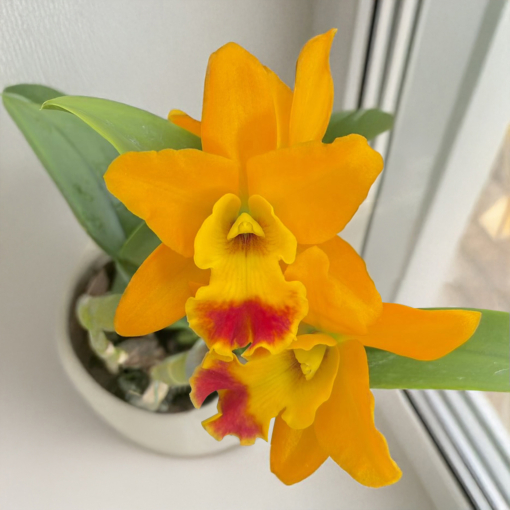 Rth. Orchid Netrasiri Starbright x Kauai Starbright ‘STK’ (Rhyncattleanthe  hybrid)