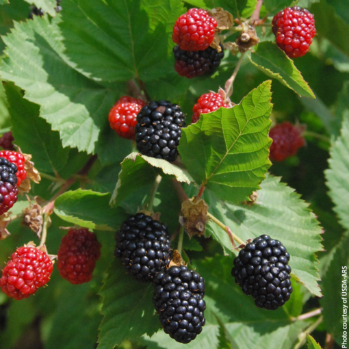 Thornless Blackberry 'Triple Crown' (Rubus fruticosus)