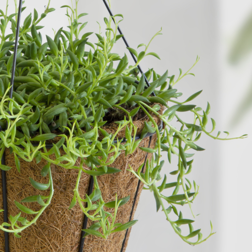 String of Bananas Succulent - Senecio radicans - 2.5 String of Bananas Succulent - Senecio radicans - 2.5