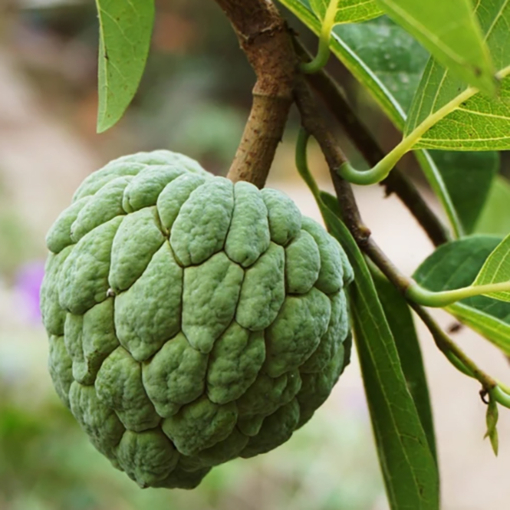 Sugar apple deals