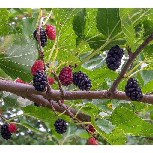 Mulberry Bush ‘Trader’ (Morus nigra)