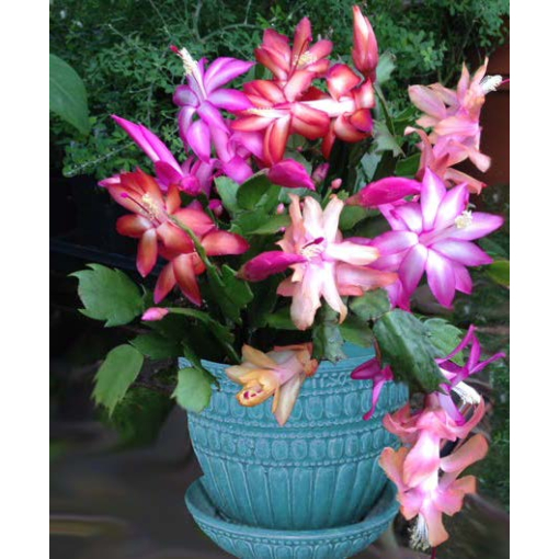 Christmas cactus sales for sale