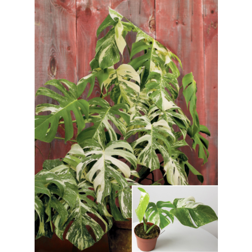 Variegated Monstera Deliciosa for Sale | Variegated Monstera Variegated Monstera Deliciosa for Sale | Variegated Monstera