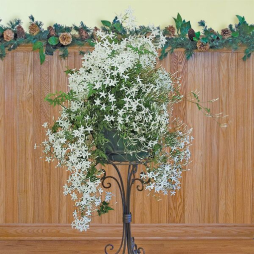 Jasmine Plants - Popular Flowering Jasmine for Sale at Logee's!