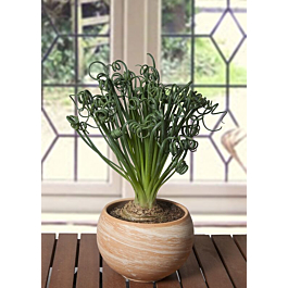 Frizzle sizzle plant discount