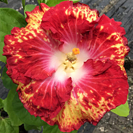 Hibiscus 'White Hot' (Hibiscus rosa-sinensis hybrid)