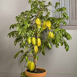 Star Fruit Dwarf Hawaiian Averrhoa carambola