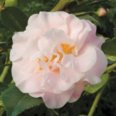  A SLICE IN TIME Redlands California Camellia Flowers