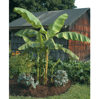 Hardy Banana Plant (Musa basjoo)   