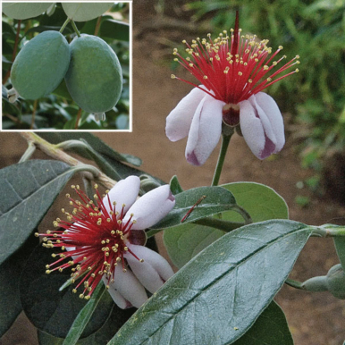 Pineapple Guava Tree (Acca sellowiana)