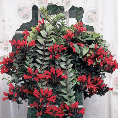 Lipstick Plant (Aeschynanthus radicans)