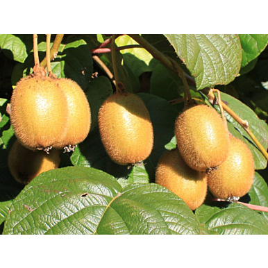 Kiwi Vine ‘Jenny’ (Actinidia deliciosa hybrid)