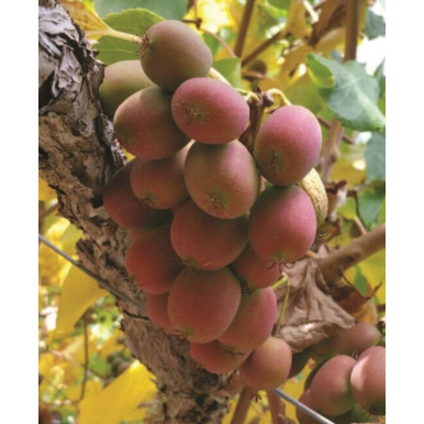 Hardy Kiwi Vine ‘Ken’s Red’ Set (Actinidia purpurea x melanandra)