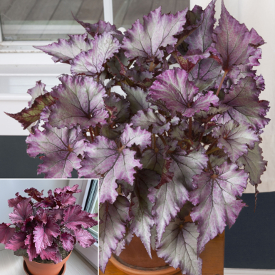 Begonia ‘Satin Jazz’