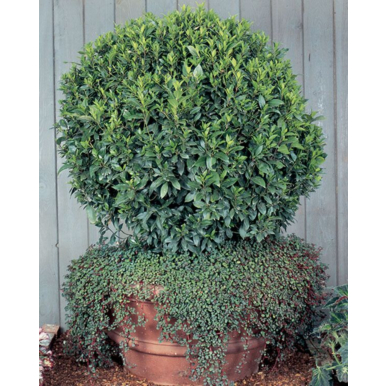 Bay Leaf Plant (Laurus nobilis)