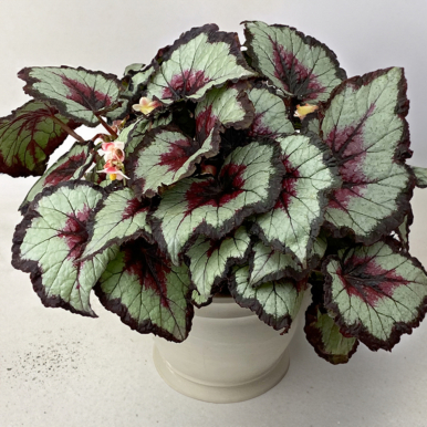 Begonia 'Harmony's Bullseye'