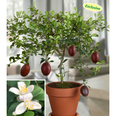 Australian Red Lime Tree (Citrus australasica hybrid)