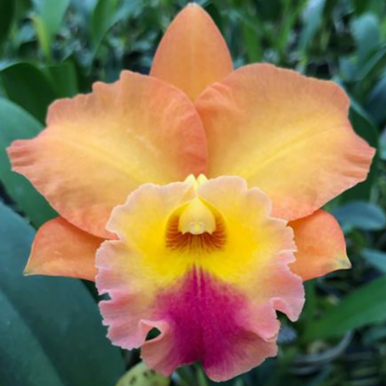 Rlc Orchid Golden Passion (Rhyncholaeliocattleya hybrid)