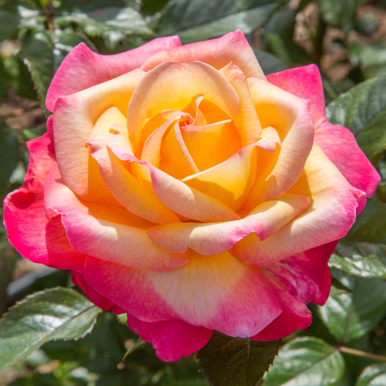 Rosa / Rose Bushes and Plants - Browse by Botanical Name