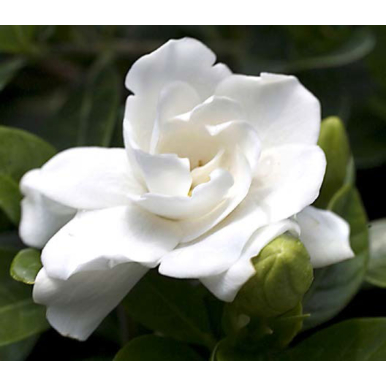 Gardenias for Sale at Logee s Buy fragrant gardenia plants online