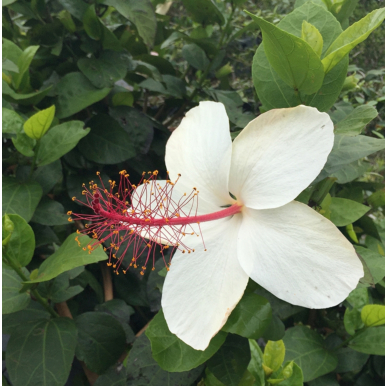 Hibiscus 'Fiesta del Sol' (Hibiscus rosa-sinensis hybrid)