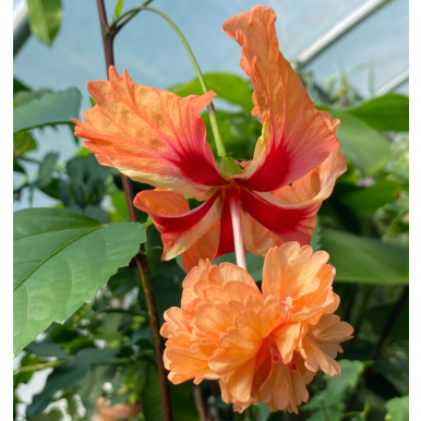 Hibiscus 'Fiesta del Sol' (Hibiscus rosa-sinensis hybrid)