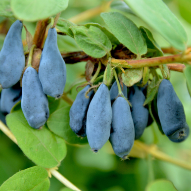 Honeyberry Bush