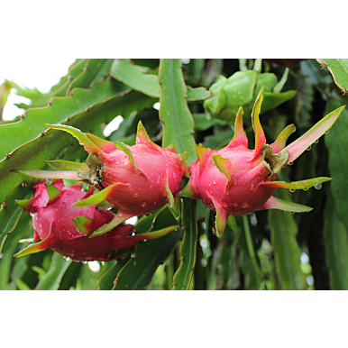Dragon Fruit Plant ‘American Beauty’ (Hylocereus guatemalensis hybrid)