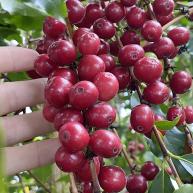 Coffee Trees and Plants for Sale at Logee&rsquo;s | Coffea