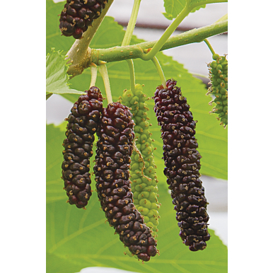 Pakistan Mulberry Bush (Morus alba x rubra)